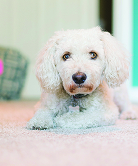 puppy4